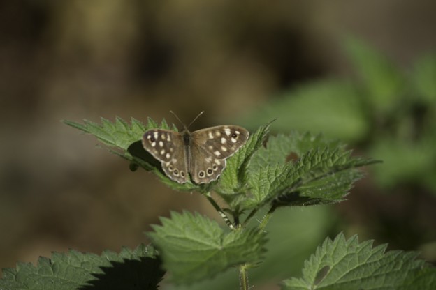 See butterflies in Sussex