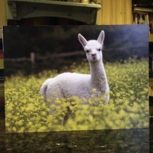 Cute alpacas in the Spring