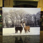 Two youn alpacas playing in the snow