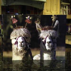 Alpacas at Christmas