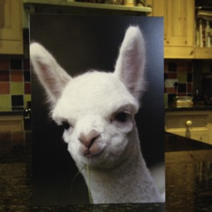 Female alpacas for sale in Sussex