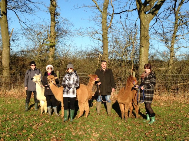 Winter alpaca walk