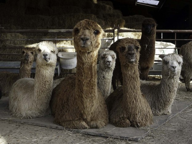 Female alpacas with babies in East Sussex