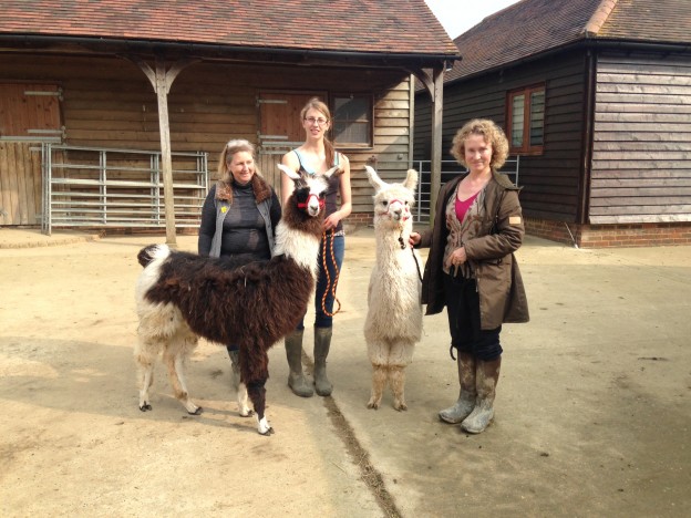 Llamas in Sussex