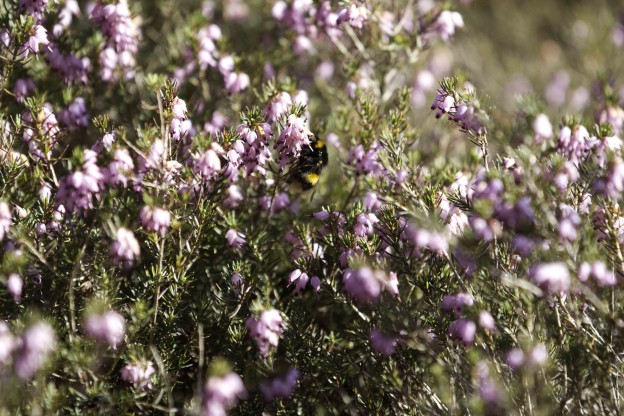 bumblebees in Sussex