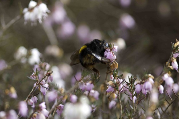 Bumble bee at Spring Farm