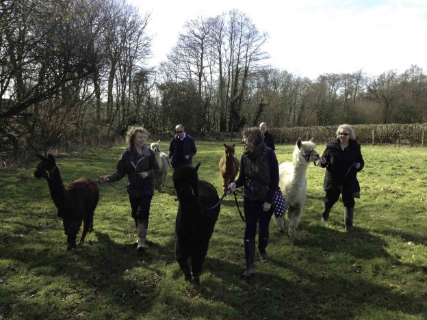 Walk alpacas in sussex in the spring