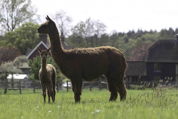 Alpaca cria