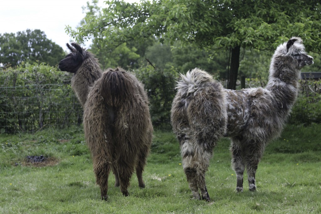 Llamas Alpaca Walking Spring Farm Alpacas