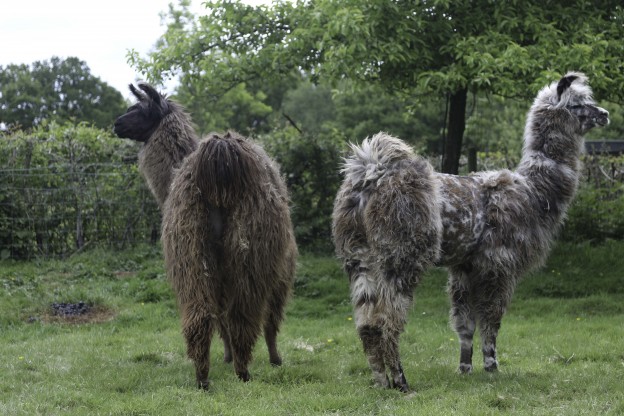 2 female llamas in Sussex