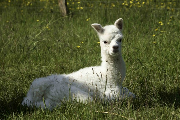 Alpaca cria born at Spring Farm