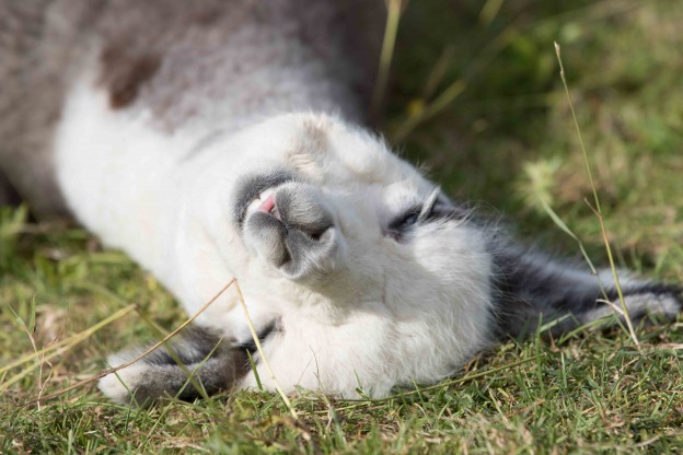 Alpaca trek in East Sussex