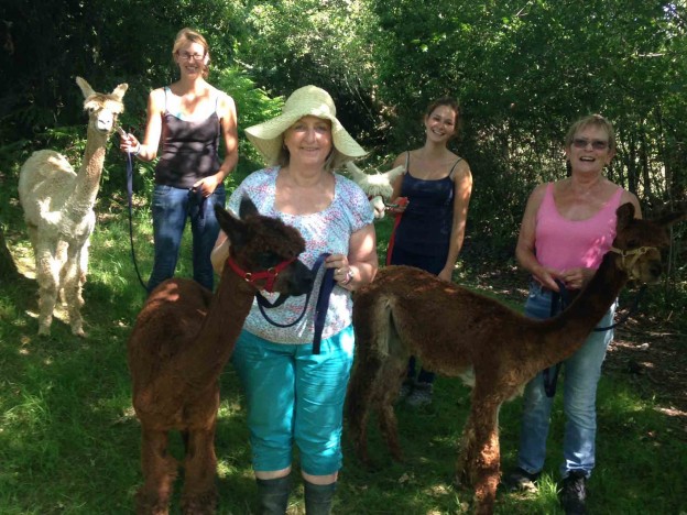 Walk or trek alpacas in sussex