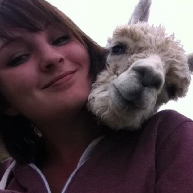 Baby alpacas at alpaca walking with spring farm alpacas