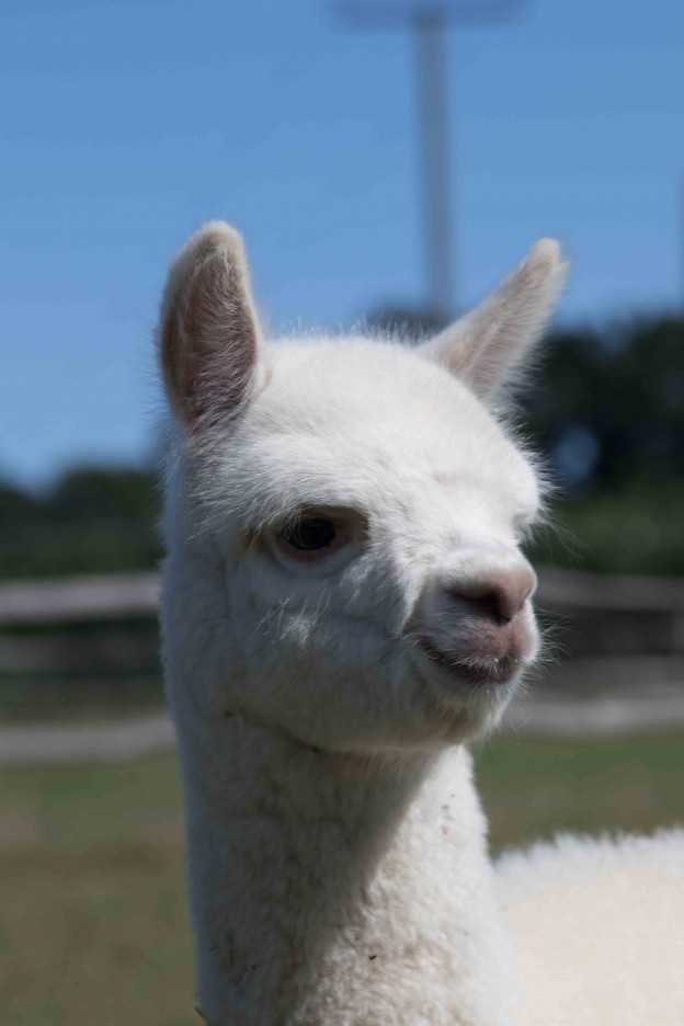 Baby alpaca