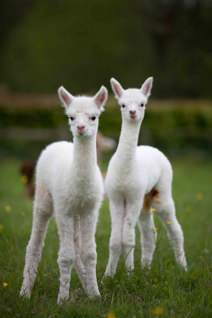 Alphabet dating with alpaca walking