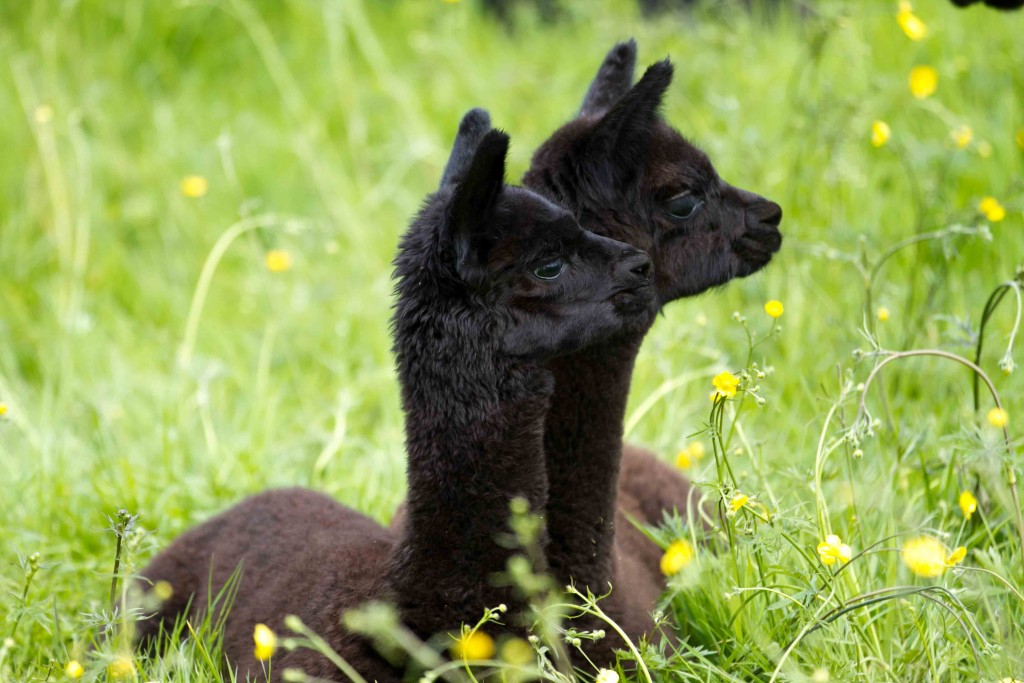 Alpaca trekking - great idea for alphabet dating