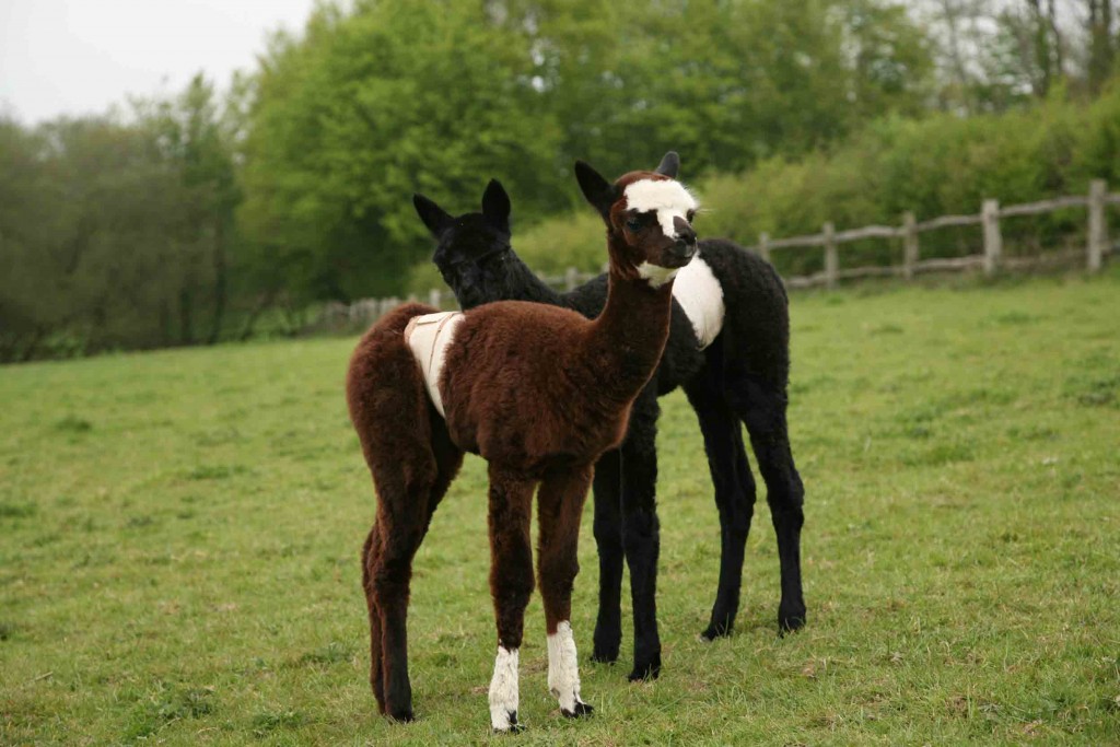 Alphabet dating with alpacas