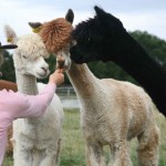 friendly alpacas to adopt