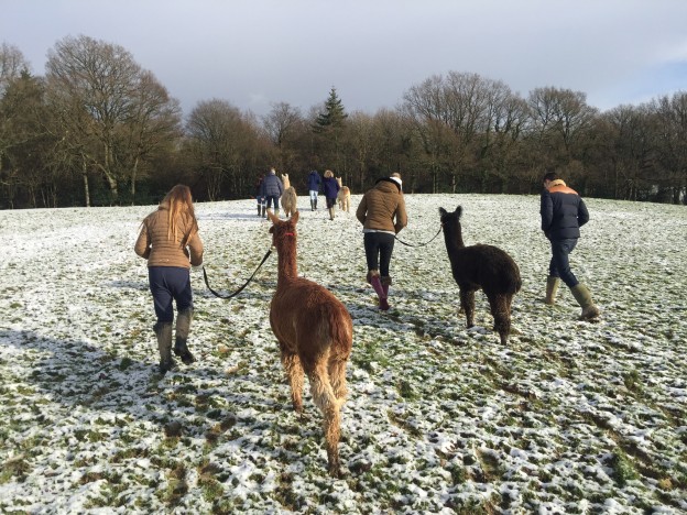 Walk alpacas in the snow in winter