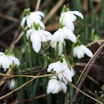 Snowdrops in Sussex