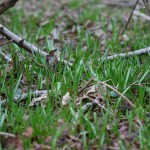 Woodland plants whilst alpaca walking