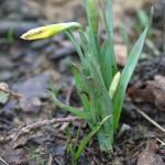 Wild English daffodils in Sussex