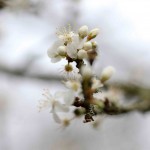 Blossom in the orchard