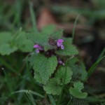 Red deadnettle at Spring Farm Alpacas