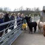 Alpaca trek for hen party