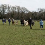 Alpaca walk at a hen party