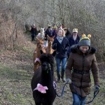 Green lane whilst alpaca walking