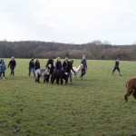 Walk alpaca here at Spring Farm