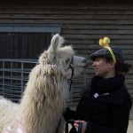 Llama and alpaca walking in sussex