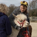 alpaca walking at hen party