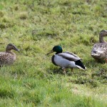 Ducks at Spring Farm