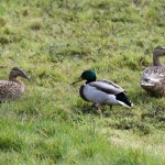 Ducks at Spring Farm