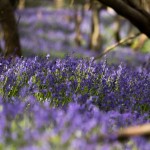 Spring flowers at Spring Farm