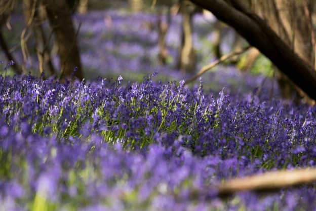 Spring flowers at Spring Farm