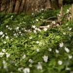 Spring flowers in sussex