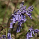 Spring flowers in Sussex