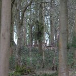 Fallow deer in English woodland setting