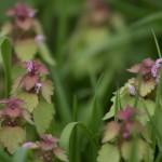 Wild flowers in sussex