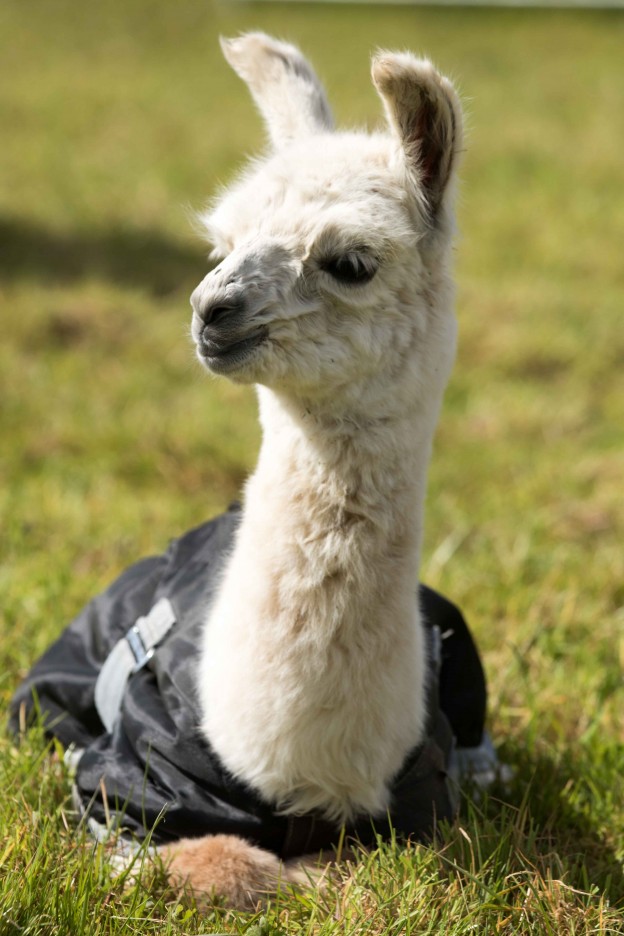 Baby llama at Spring Farm Alpacas