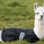 Baby llama at alpaca farm