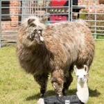 Female llama and baby llama