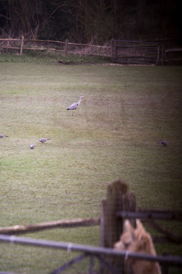 Grey heron at Spring Farm