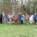 Alpaca walk with bluebells