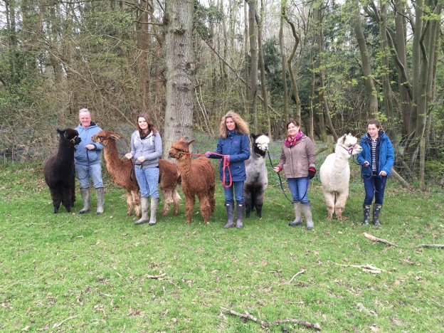 Alpaca walk with bluebells