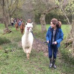 Alpaca trek with bluebells